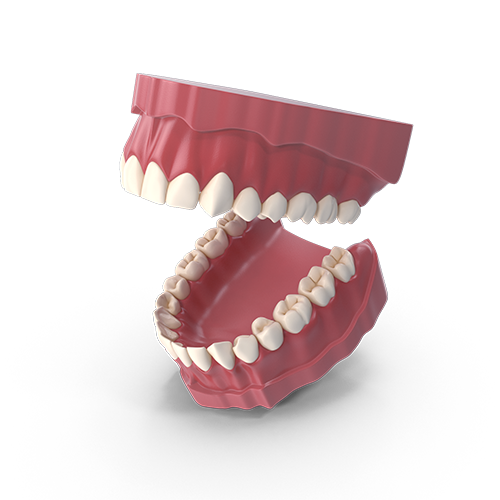 Dental Models BJB Europe